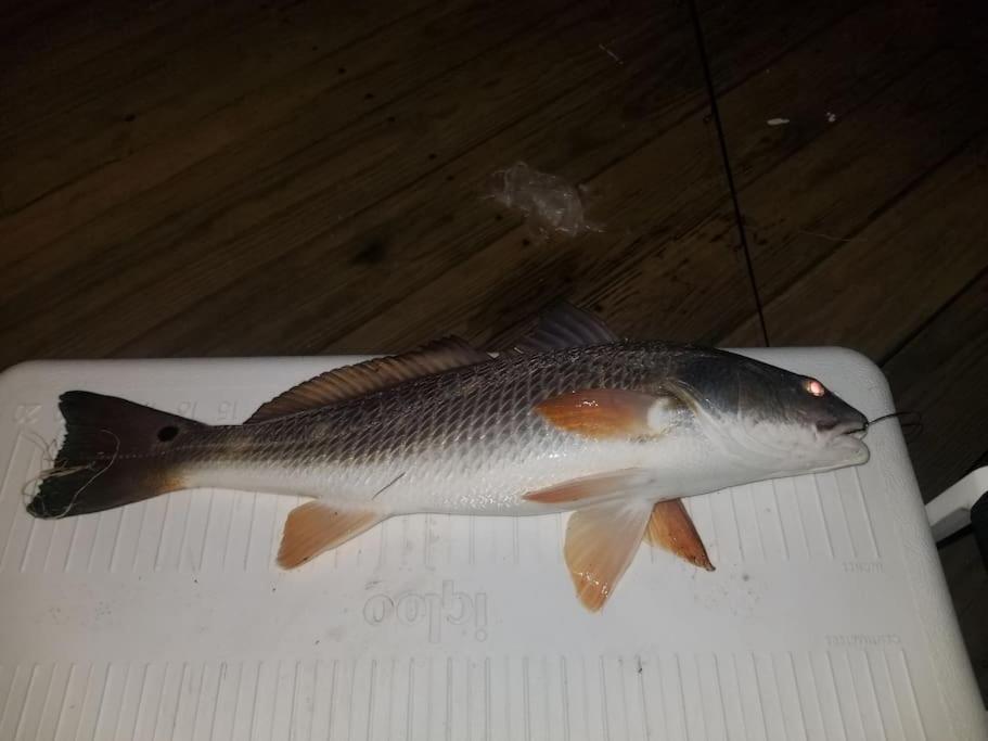 Paradise Lagoon*Bayhouse Fishing*Beach*Dogfriendly غالفيستون، تكساس المظهر الخارجي الصورة